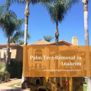 Palm Tree Removal Anaheim,  CA