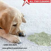 Best Quality Pet Stain Carpet Cleaning Services in Gilbert,  USA